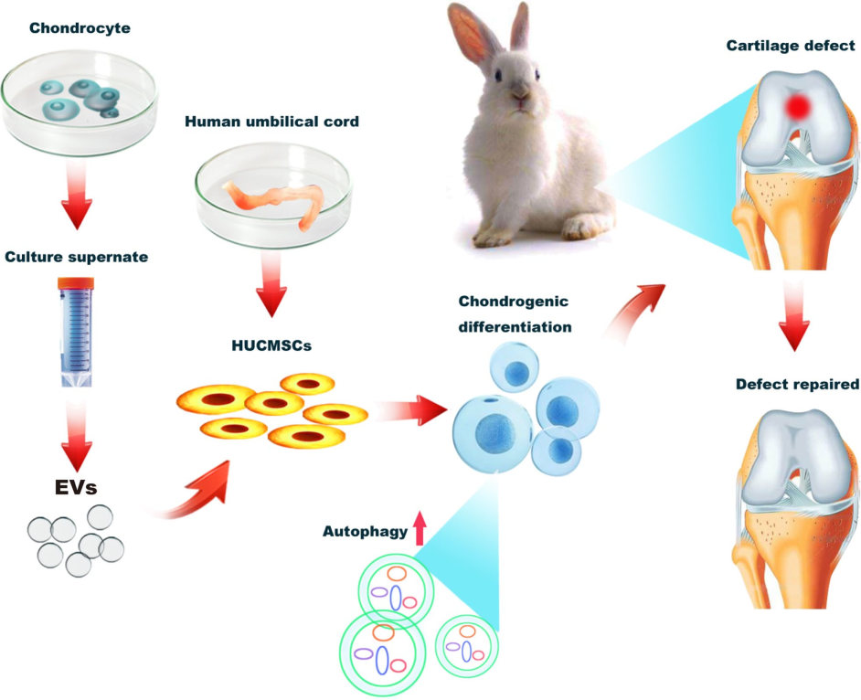 Fig.3 C-EVs promote chondrogenic differentiation of HUCMSCs. (Ma, et al., 2020) (OA Literature)