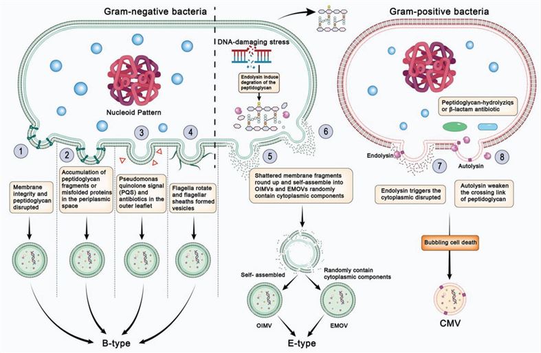 Release of bacterial membrane vesicles. (Gan, et al., 2023)