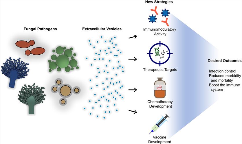 Fungal extracellular vesicles may be involved in fungal infection. (Freitas, et al., 2019)