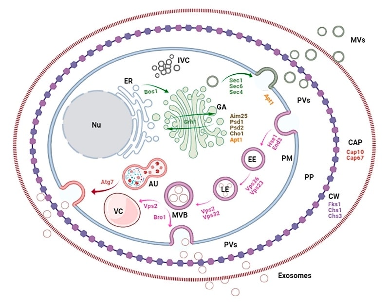 Fungal cell compartments, pathways, and genes involved in EV biogenesis.