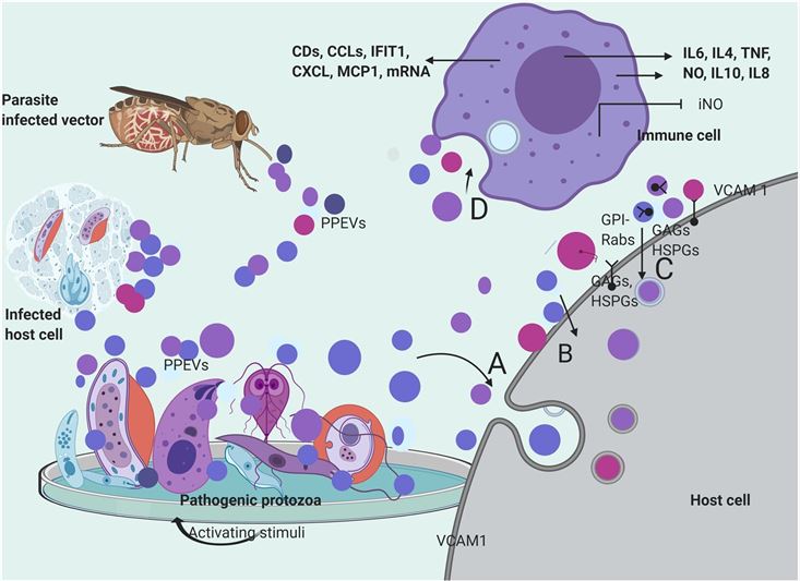 Parasitic protozoan EVs internalization. (Olajide & Cai, 2020)