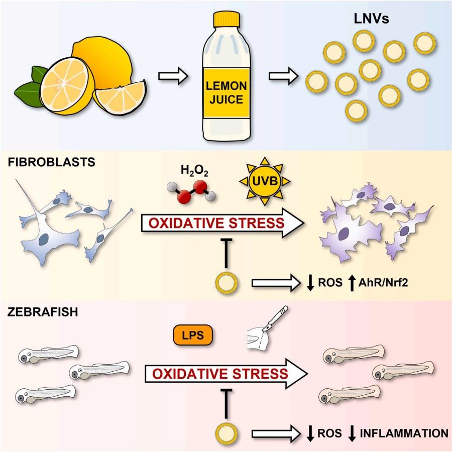 Fig.2 Lemon exosomes are antioxidant and anti-inflammatory. (Urzì, et al., 2023) (OA Literature)