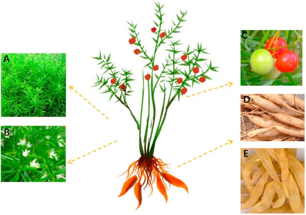 Fig.1 Asparagus cochinchinensis. (Wang, et al., 2022) (OA Literature)