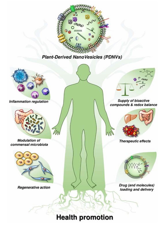Fig.1 Positive impacts of EVs obtained from plants. (Logozzi, et al., 2022)