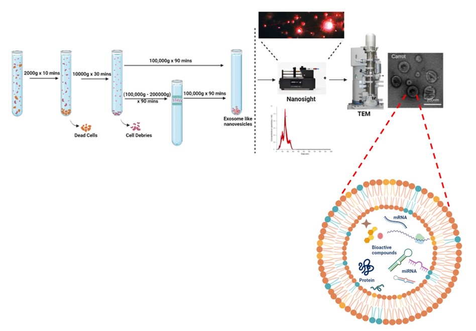 Fig.1 Isolation and characterization of edible exosomes-like nanoparticles. (Subudhi, 2022)