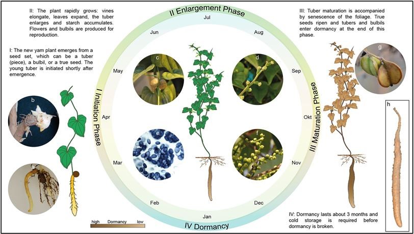 Fig.1 Growth of yam. (Epping & Laibach, 2020) (OA Literature)