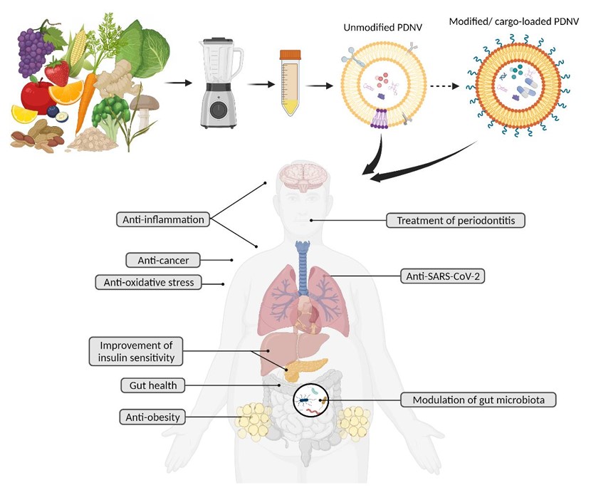 Fig.1 Plant exosomes have various health advantages. (Kim & Kee-Hong, 2022)