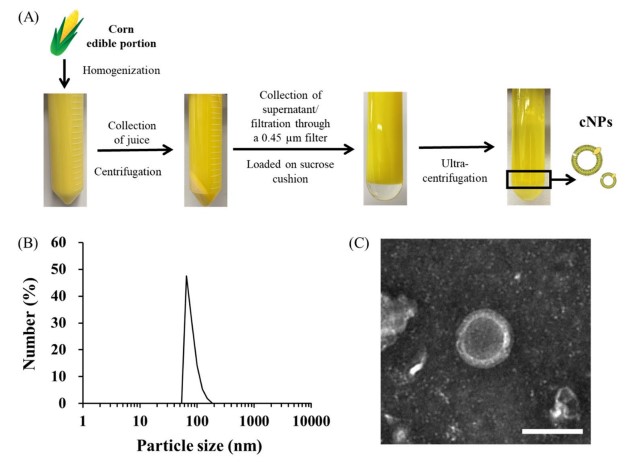 Fig.1 Corn exosome preparation and characterization. (Sasaki, et al., 2021)