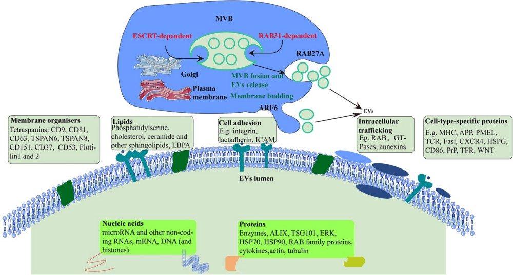 Fig.1 EV secretion. (Fan, et al., 2022)