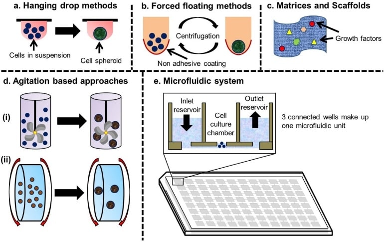 Conventional methods for 3D cell culture.
