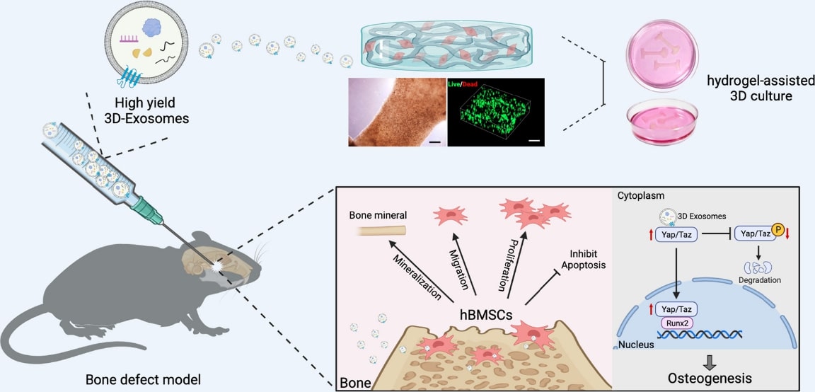 Higher yield and enhanced therapeutic effects of exosomes derived from MSCs in hydrogel-assisted 3D culture system for bone regeneration.