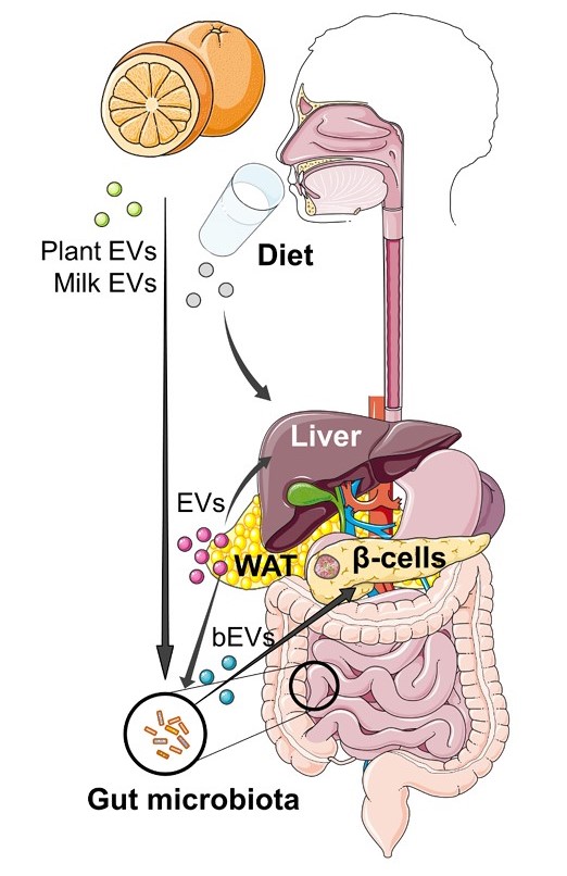 Fig. 1 Gut microbiota EVs mediate inter-kingdom communication. (Castaño, Anna & Marcelina, 2023)
