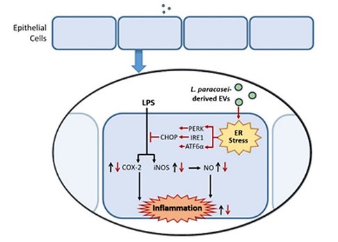 Fig.1 The effect of Lactobacillus paracasei-derived exosomes on colorectal cancer cell lines. (Choi, et al., 2020)