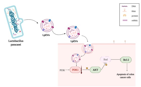 Fig.2 Lacticaseibacillus paracasei EVs induce colorectal cancer cell apoptosis. (Shi, et al., 2022)