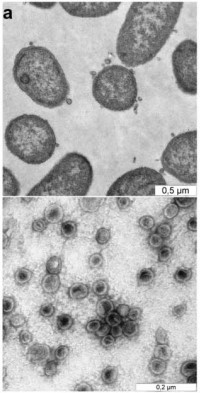 Fig.1 Evidence for EVs derived from the outer membrane bulge of Bacteroides vulgatus.