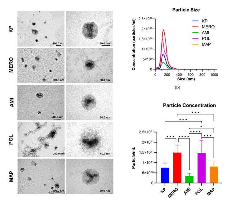 Fig.1 Characterization of Klebsiella pneumoniae EVs.