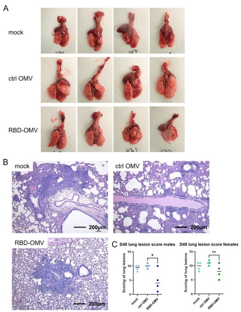 Fig.1 Modified Salmonella exosome vaccine reduces lung damage in virus-infected hamsters.