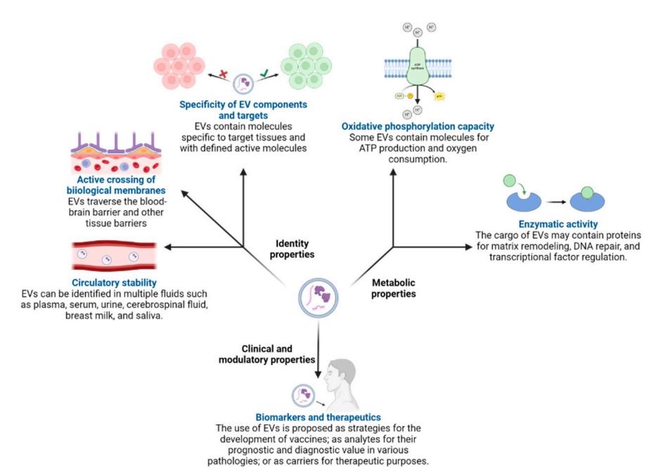 Fig.1 Characteristics of exosomes isolated from bacteria.