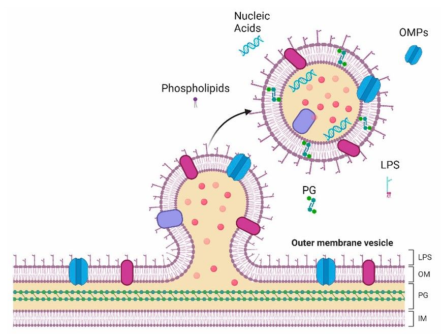 Fig.1 Representation of vesicle formation and release in the outer membrane of Gram-negative bacteria.