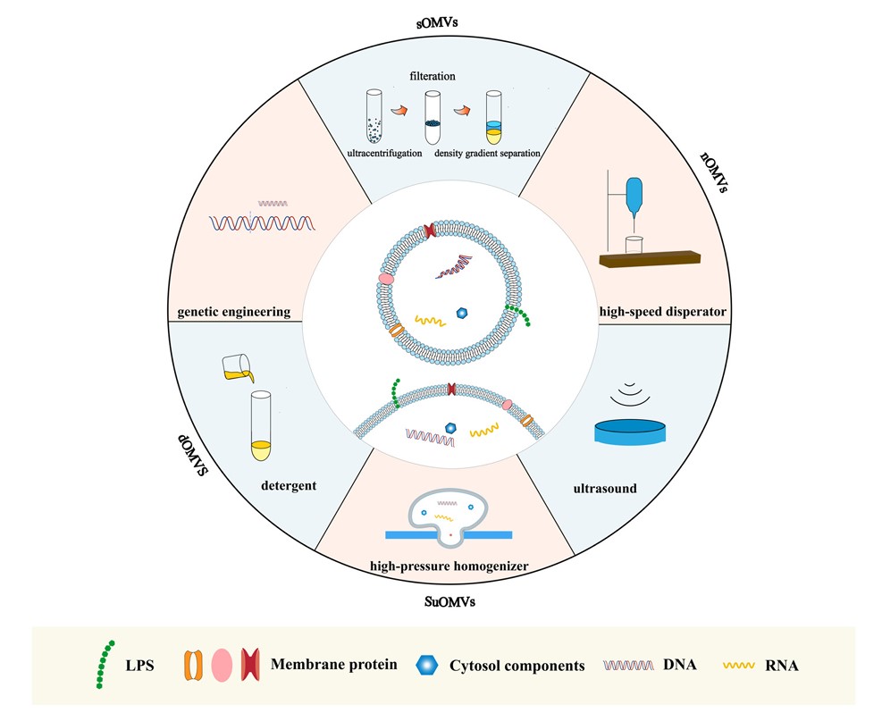 Fig.1 Artificially prepared A. baumannii exosomes.