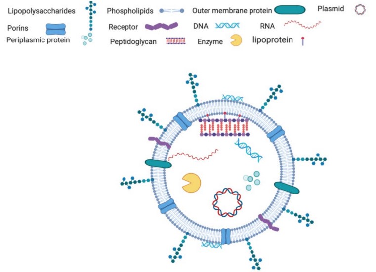 Fig.1 Gram-negative bacteria EV composition.