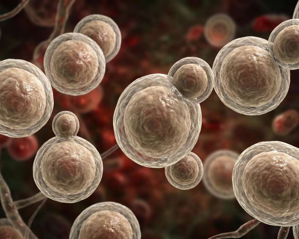Fig.1 Cryptococcus neoformans. (Creative Biolabs AI)