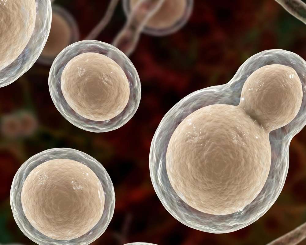 Fig.1 Cryptococcus gattii. (Creative Biolabs AI)