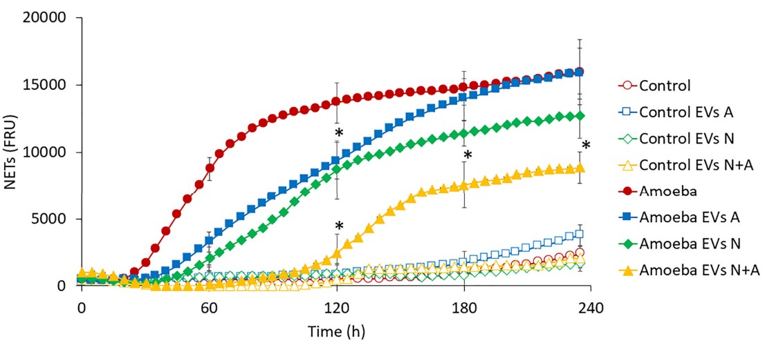 Fig.2 Exosomes from Entamoeba modulated NETosis in neutrophils activated by E. histolytica.