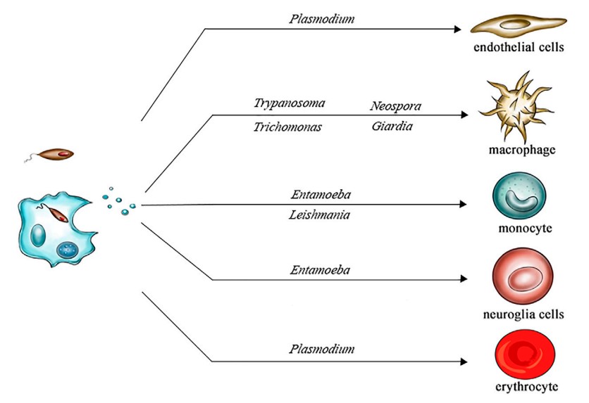 Fig.1 Exosomes shed from different protozoa infect different cells.