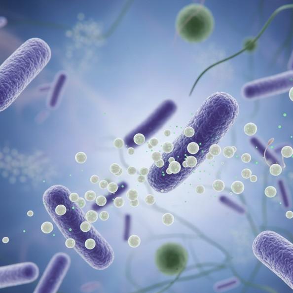 Fig.1 Bacteria are releasing exosomes. (Creative Biolabs AI)