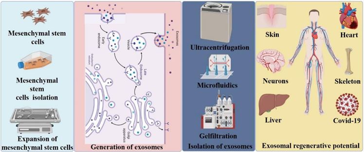 MSC-derived exosome methodology.