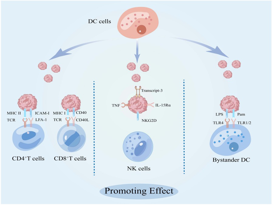 Promoting effect of DC cell-derived exosomes on other immune cells.