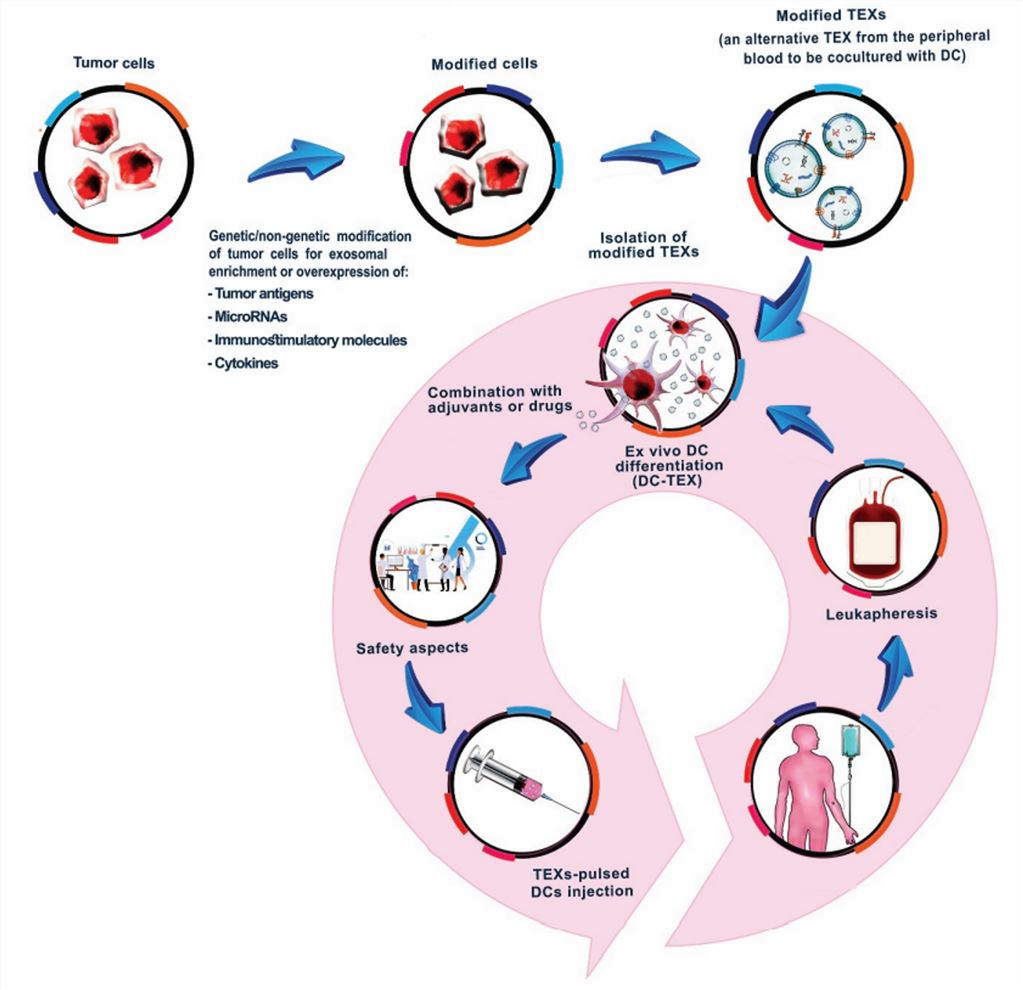 Tumor-derived exosome modulations aiming for increased efficacy of future TEX-based vaccines. 