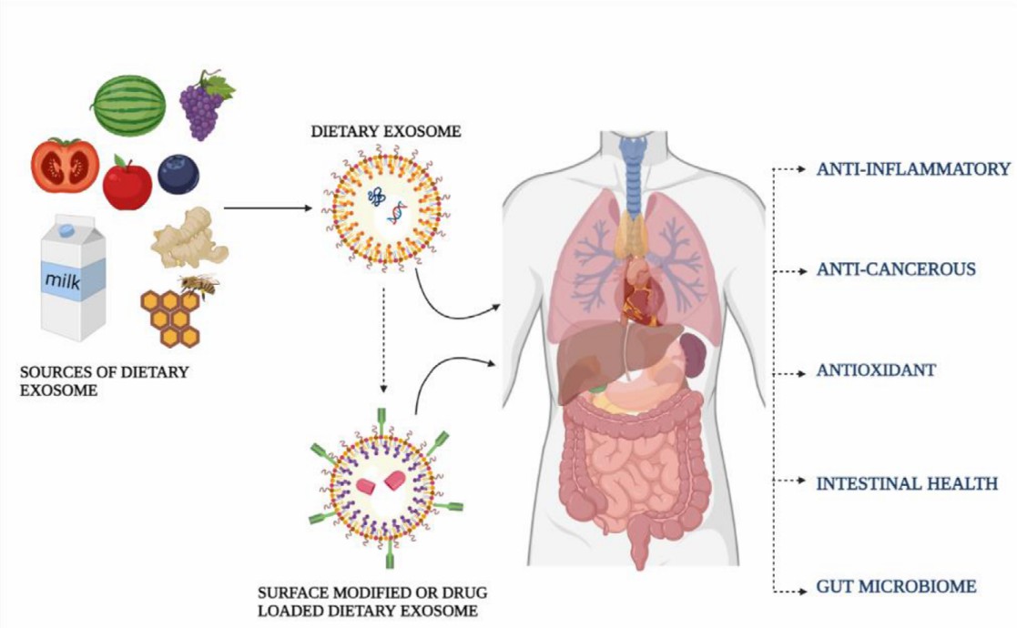 An overview of health benefits by consumption of dietary exosomes.