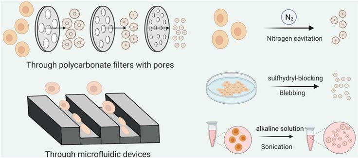 Top‑down strategies for generating artificial exosomes by manipulating cells.