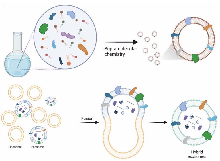 Bottom‑up strategies for generating fully artificial exosomes and biohybrid strategies for generating hybrid exosomes by fusing exosomes with liposomes.