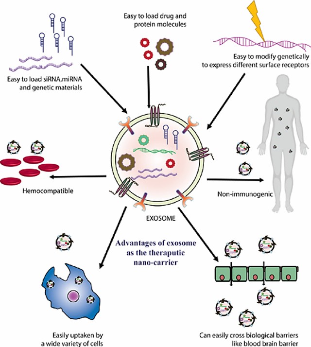 Advantages of exosome as the therapeutic nano-carrier. 