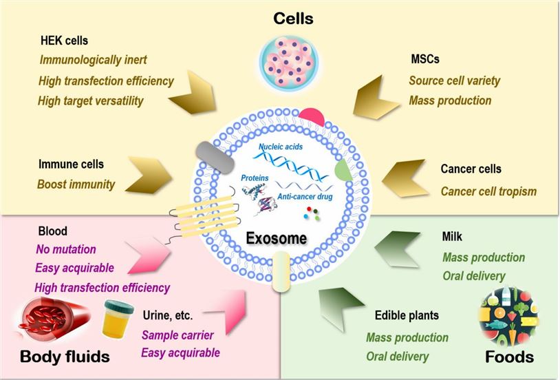 Sources of exosomes and their therapeutic advantages for drug delivery. 
