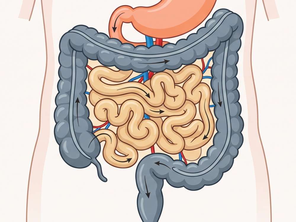 Fig.1 Human intestines. (Creative Biolabs AI)