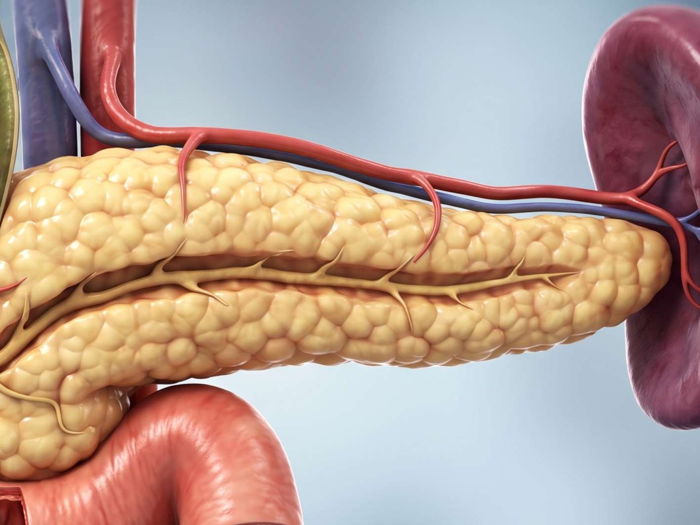 Fig.1 Human pancreas. (Creative Biolabs AI)