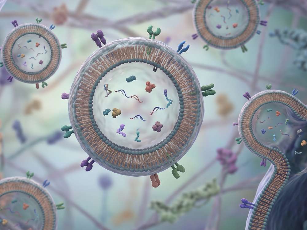 Fig.2 The double membrane and contents of exosomes. (Creative Biolabs AI)