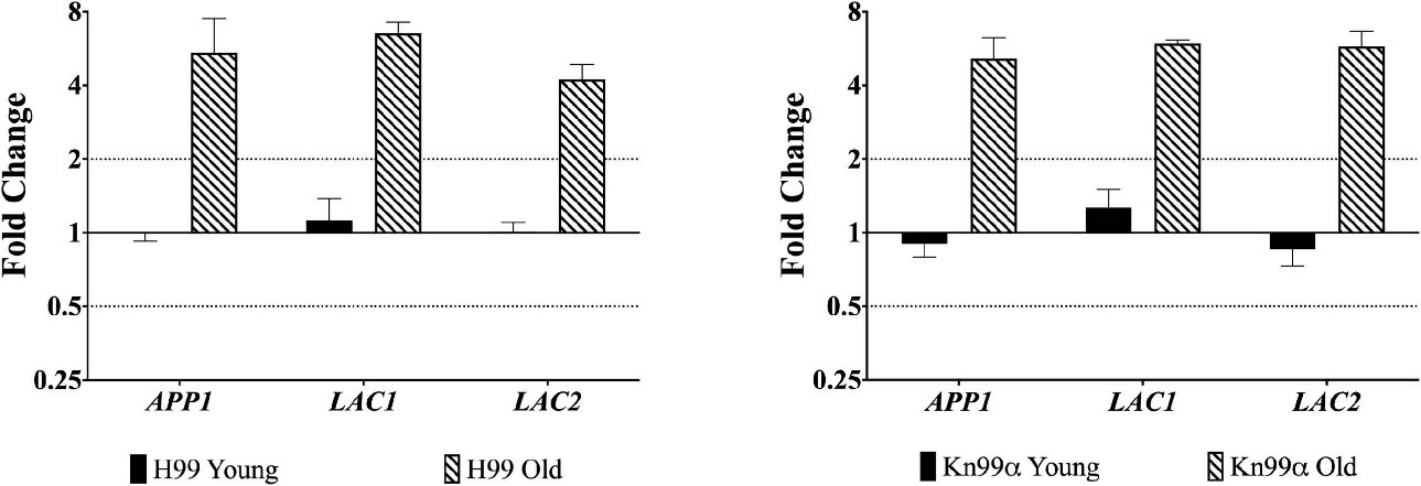 Overexpression of virulence genes in old cells. (Orner, et al., 2019)