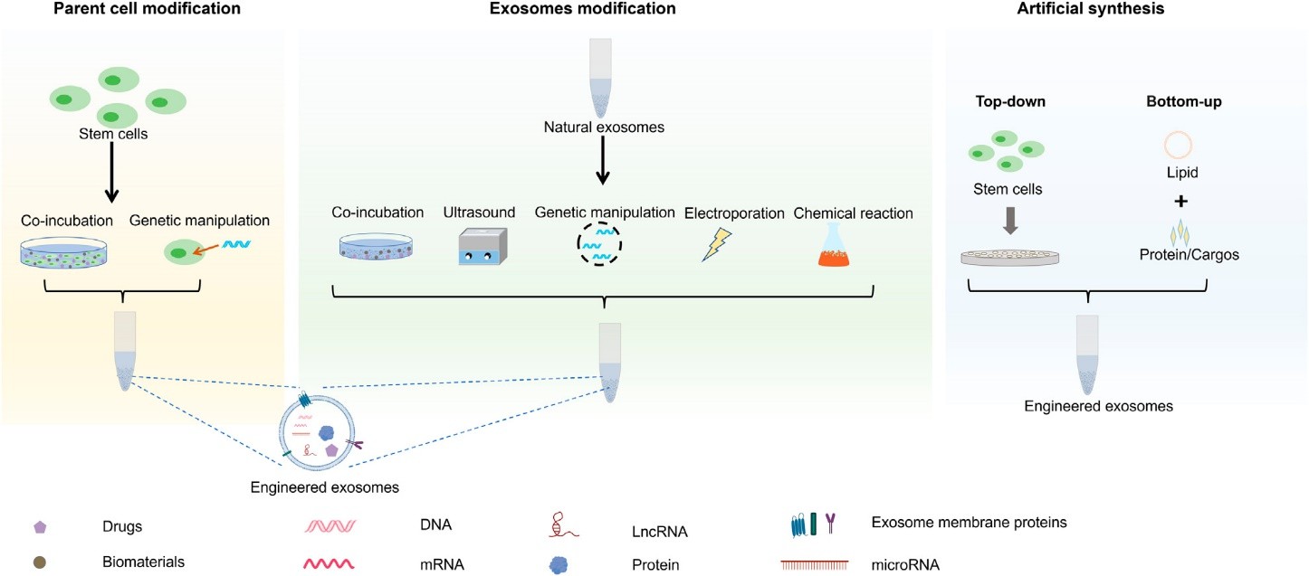 Illustration of the synthesis of engineered stem cell exosomes.