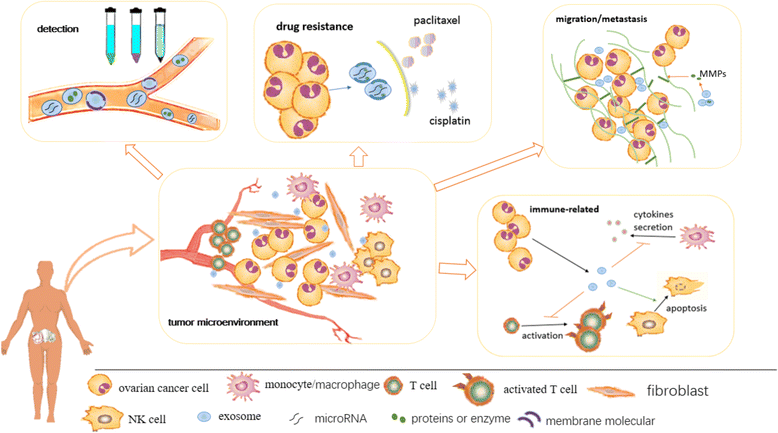 A summary of the roles of exosomes in ovarian cancer.