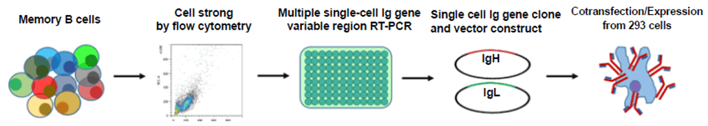 Overview of the methodology used for single B-cell antibody gene isolation and recombinant antibody production.