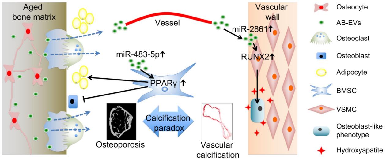 Schematic diagram showing the role of AB-EVs as a messenger for calcification paradox by favoring BMSC adipogenesis and VSMC calcification.