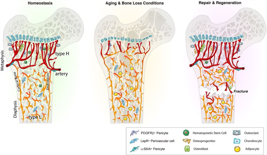 The role of bone marrow vascular tissue and microenvironment. (Stucker, et al., 2020)