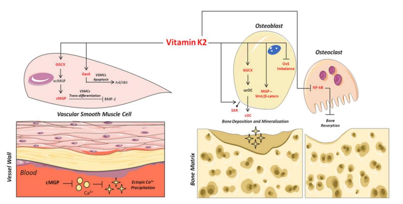 Mechanisms of action of VitK2 in “bone and vascular cross-talk”.