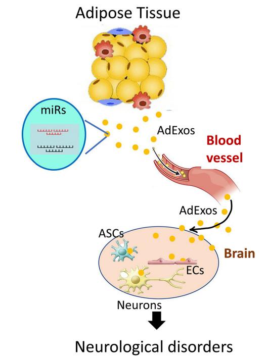 Tissue exosomes mediate brain-adipose communication.