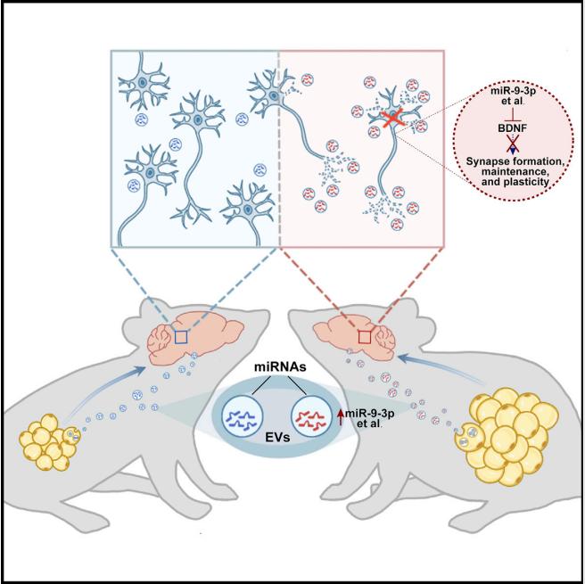 AT-EXO impair brain cognitive function.